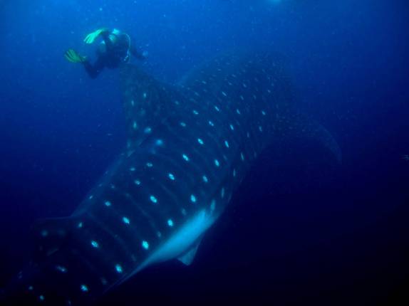 Encontro com tubarão-baleia em mergulho em Wolf, em Galápagos (foto de Henning Abheiden)